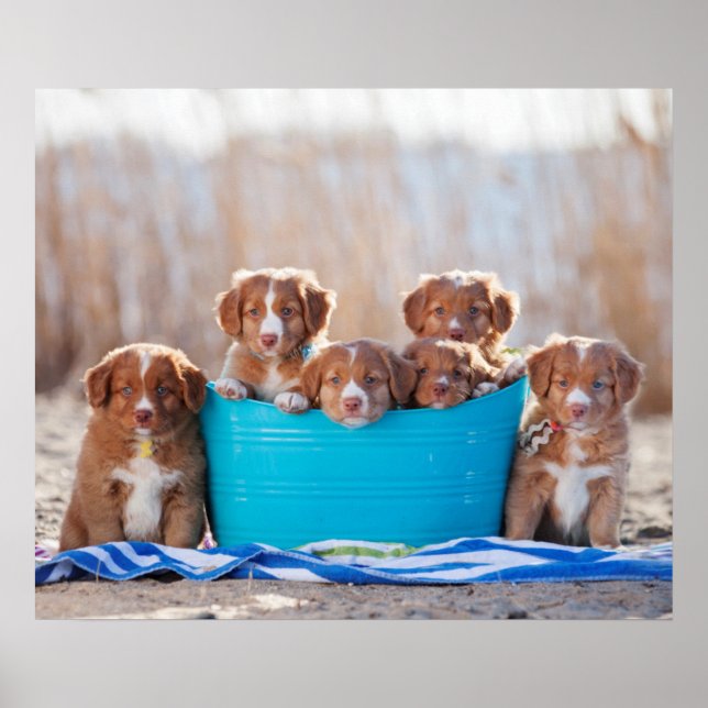 Poster Boule De Marionnettes Sur La Plage (Devant)