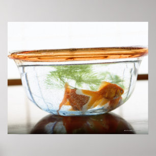 Poster Boule de poisson d'or