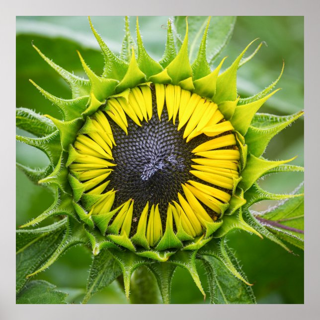Poster Boule de tournesol (Devant)