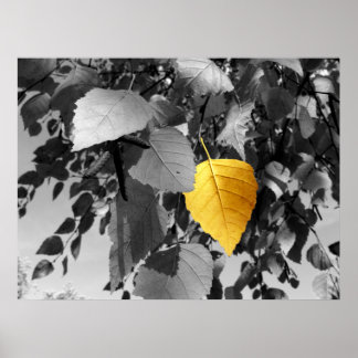 Poster Bouleau d'or - Photographies d'art