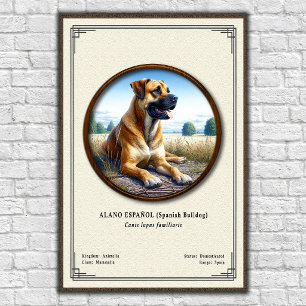 Poster Bouledogue Espagnol (Alano Español) Série de Zoolo
