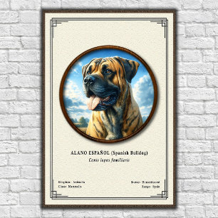 Poster Bouledogue Espagnol (Alano Español) Série de Zoolo
