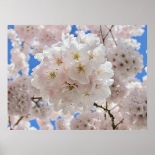 Poster Boules en fleurs roses