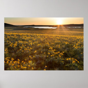 Poster Bouquet de Balsamorhize à feuilles de flèche sauva