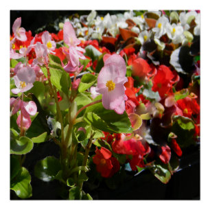 Poster Bouquet de Begonias...