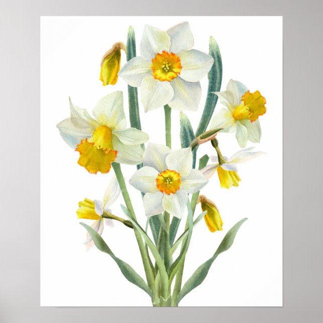 Poster Bouquet de fleurs de jonquille (Devant)