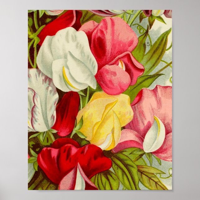 Poster Bouquet de fleurs de pois doux trivet (Devant)