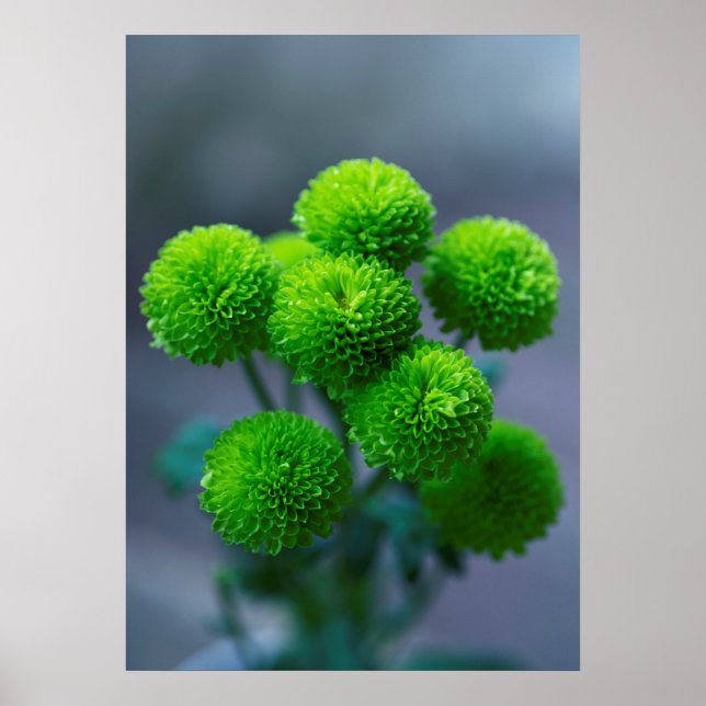 Poster Bouquet de Fleurs Santini Chrysanthème Vert (Devant)