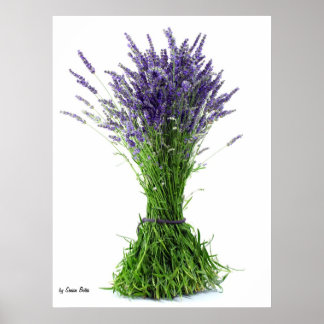 Poster Bouquet de lavande