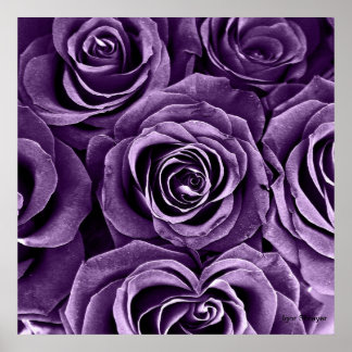 Poster Bouquet de roses en violet