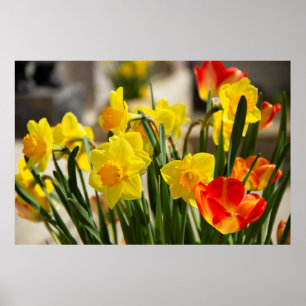 Poster Bouquet jaune jonquille photo