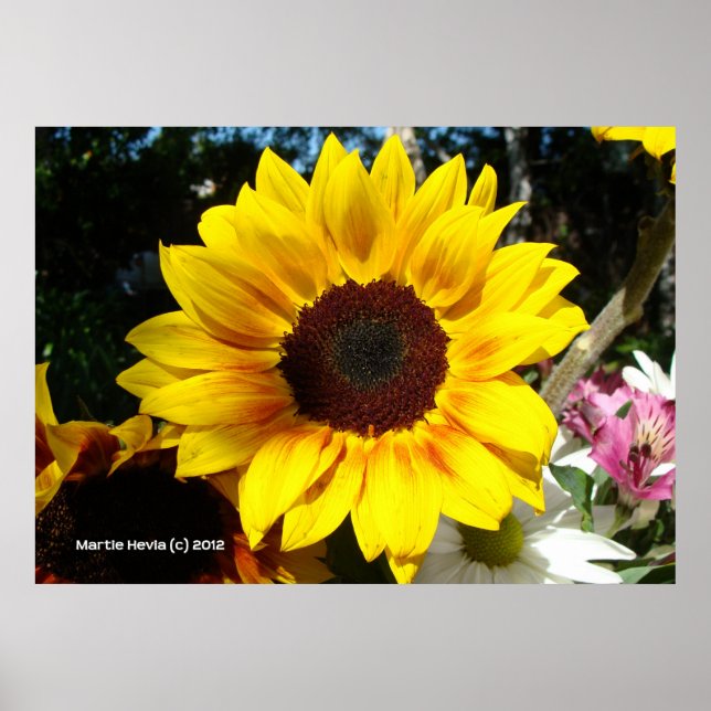 Poster Bouquet Tournesol & Amis (Devant)
