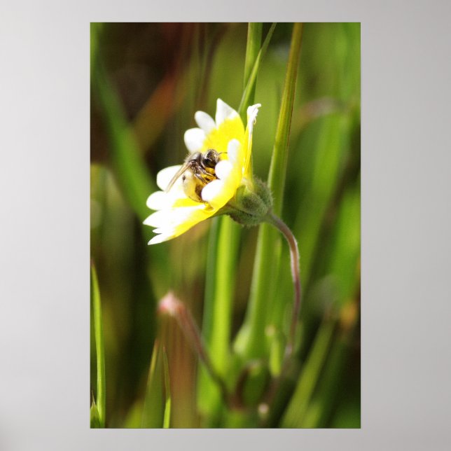 Poster "Bourdon" (Devant)