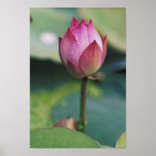 Poster Bourgeon de fleur de lotus, Hangzhou, province de 