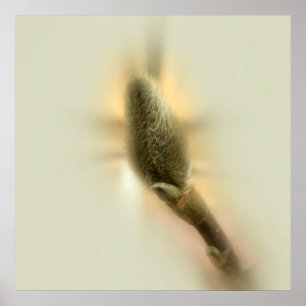 Poster bourgeon de magnolia