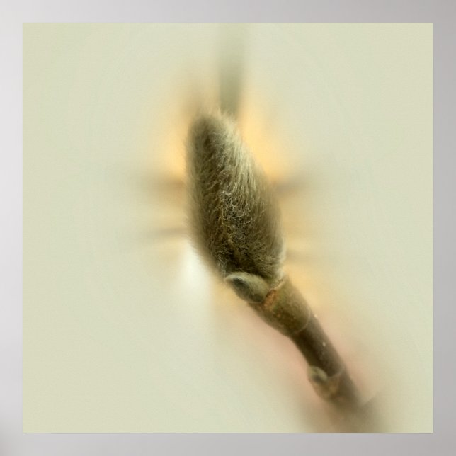 Poster bourgeon de magnolia (Devant)