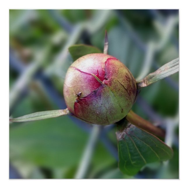 Poster bourgeon de pivoine (Devant)