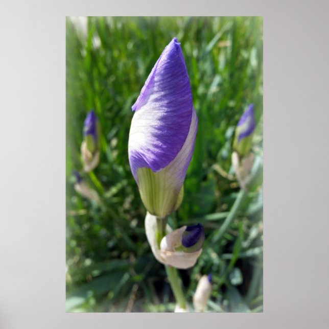 Poster bourgeon d'iris pourpre (Devant)