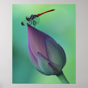 Poster Bourgeon floral de Lotus et une libellule