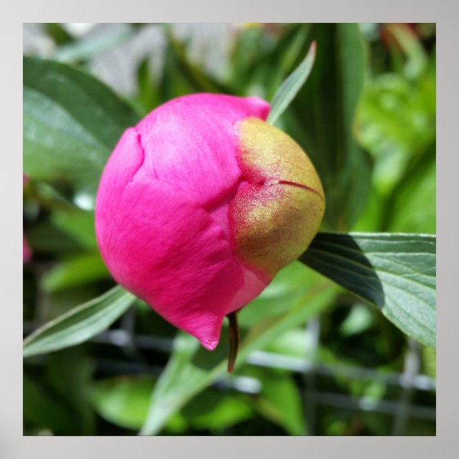 Poster bourgeon rose profond (Devant)