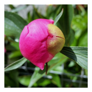 Poster bourgeon rose profond