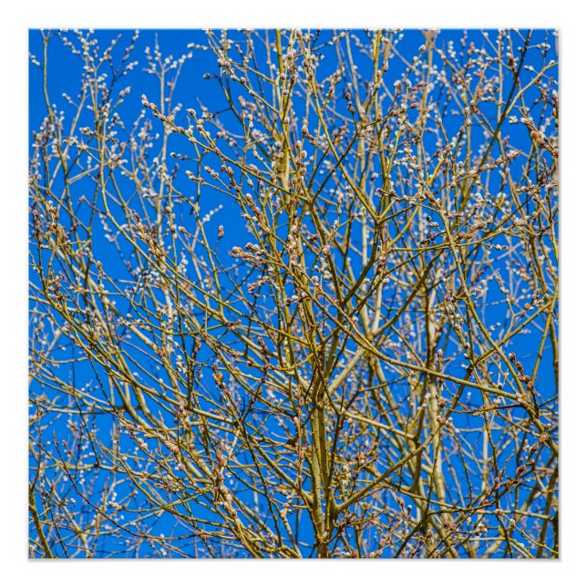 Poster Bourgeons De Saule - Matin Du Printemps (Devant)