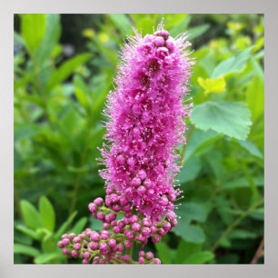 Poster bourgeons roses