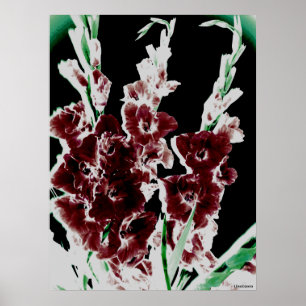 Poster Bourgogne Gladiolas par Lina