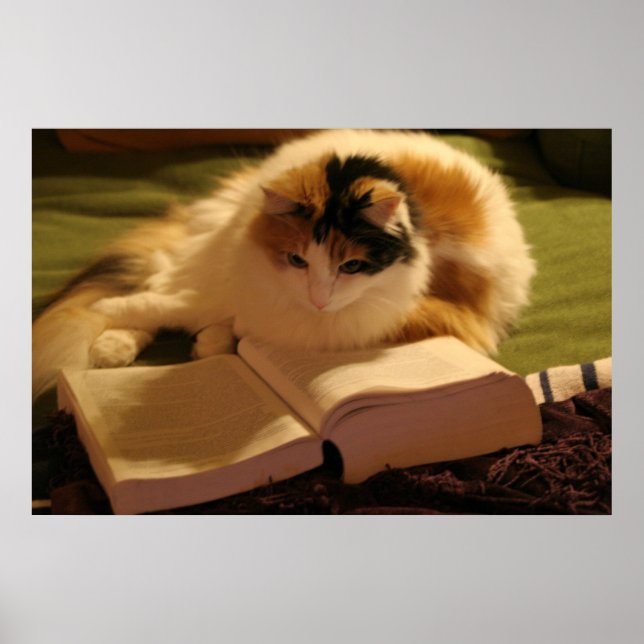 Poster Boursier Feline (Devant)
