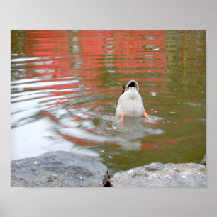 Poster Bout de canard