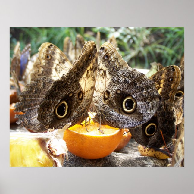 POSTER BOUTEILLES (Devant)