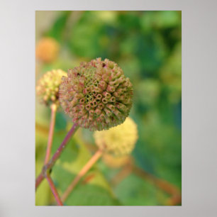 Poster Bouton Bush #2