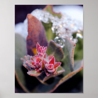 Poster Bouton de fleur