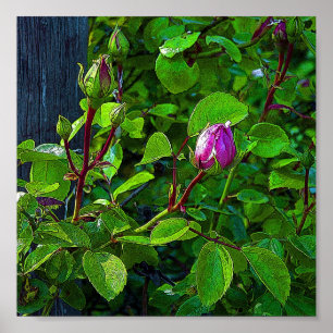 Poster Boutons de rose