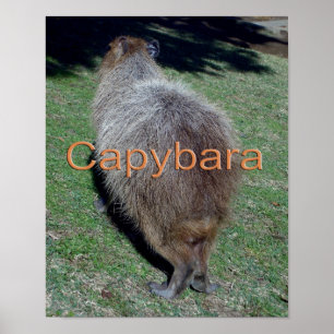 Poster Boutons du Capybara-2
