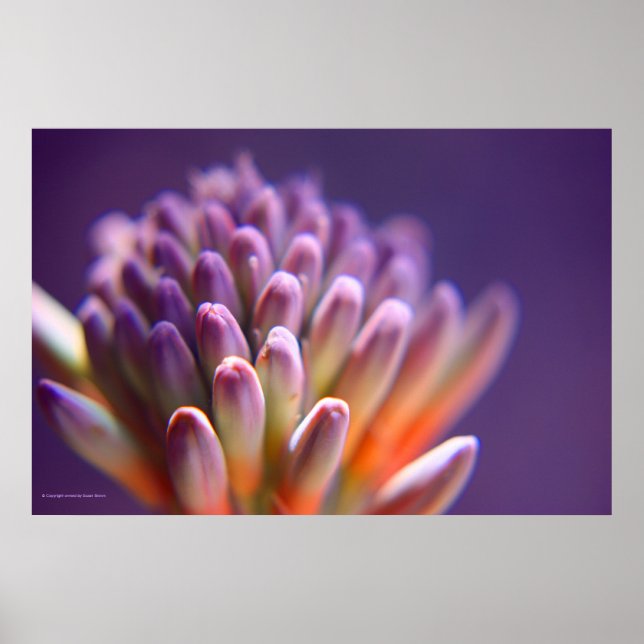 Poster Boutons Succulents Imprimer (Devant)