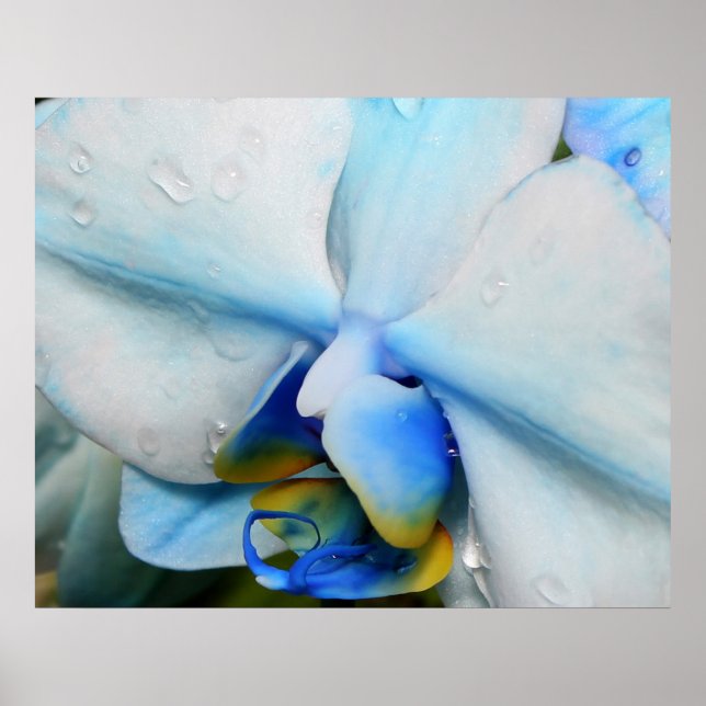 Poster Boutons sur l'orchidée bleue (Devant)