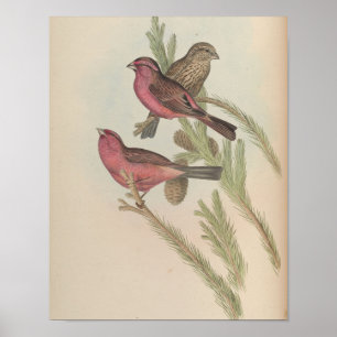 Poster Bouvreuil à manteau rouge par John Gould Impressio