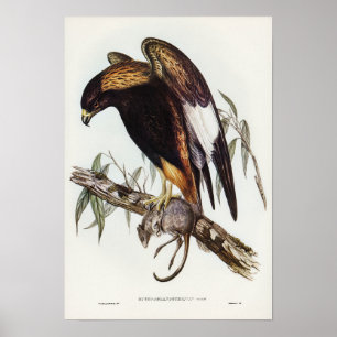 Poster Bouzzard à poitrine noire par Elizabeth Gould