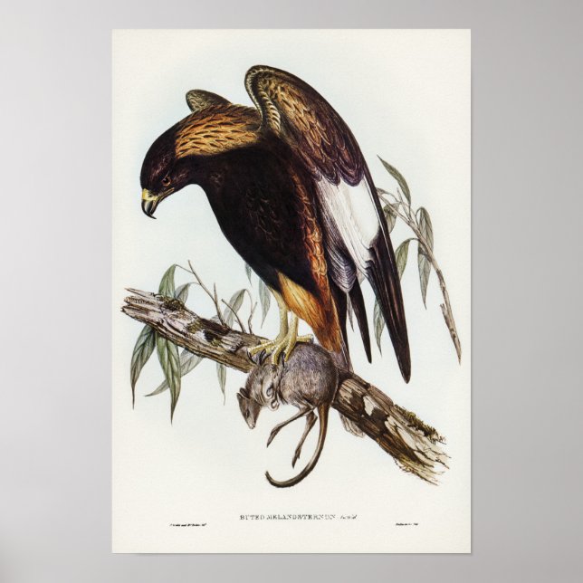 Poster Bouzzard à poitrine noire par Elizabeth Gould (Devant)