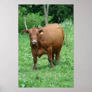 Poster Bovine
