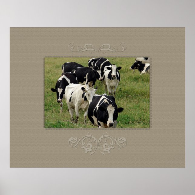 Poster Bovins laitiers (Devant)