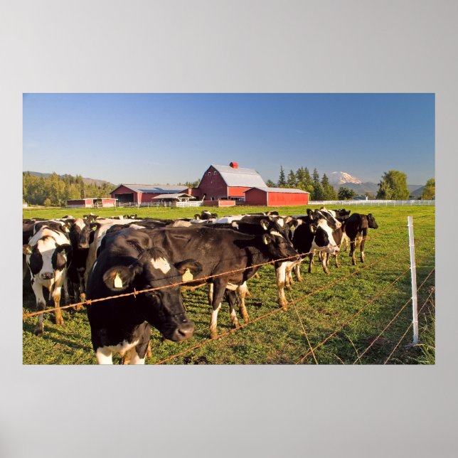 Poster Bovins laitiers, Grange rouge et Mont Rainier Impr (Devant)