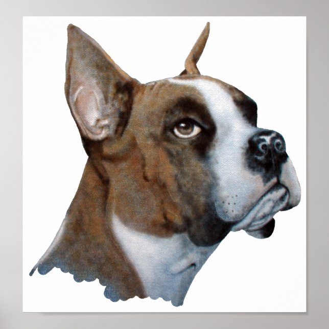 Poster Boxer (Devant)