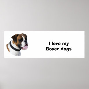 Poster Boxer dog portrait