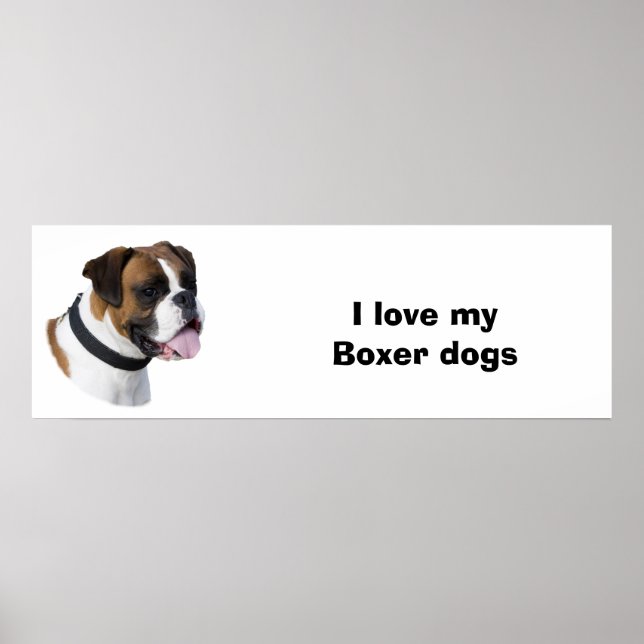 Poster Boxer dog portrait (Devant)