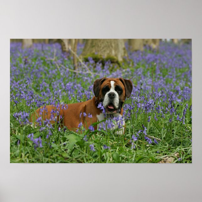 Poster Boxer Laying in Bluebells (Devant)