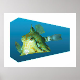 Poster Boxfish - arrière - plan bleu dégradé  