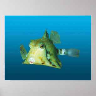Poster Boxfish en gros plan ! Fond bleu dégradé