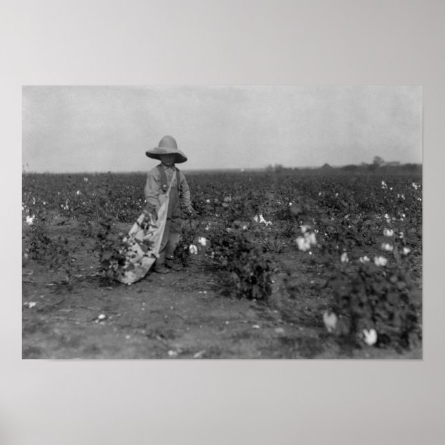 Poster Boy Picking Cotton Photographie West, Texas (Devant)